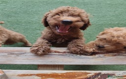 Caniche Enano perros en venta: Ultimo caniche enano - Imagen 3