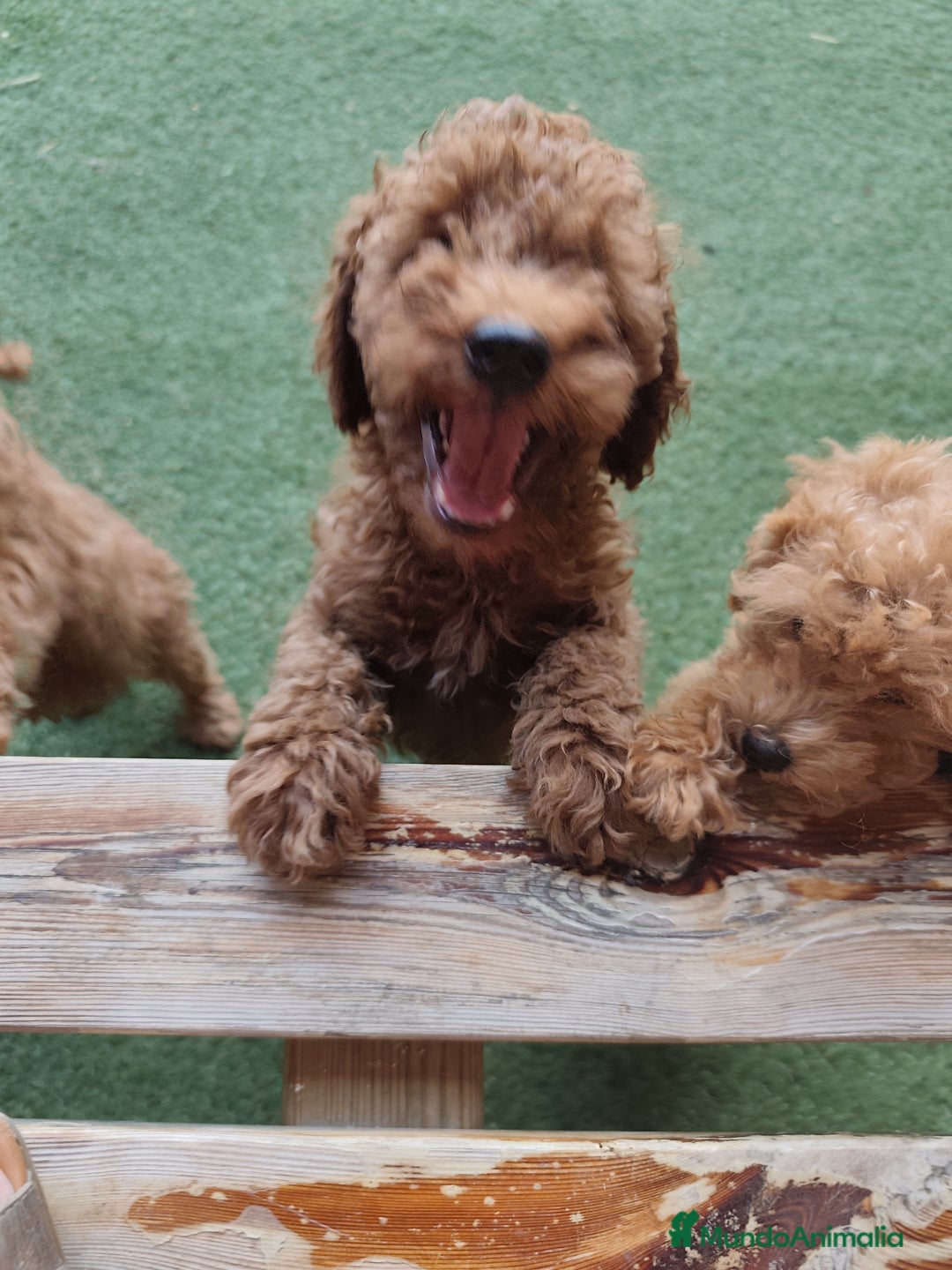 Caniche Enano perros en venta: Ultimo caniche enano - Imagen 3