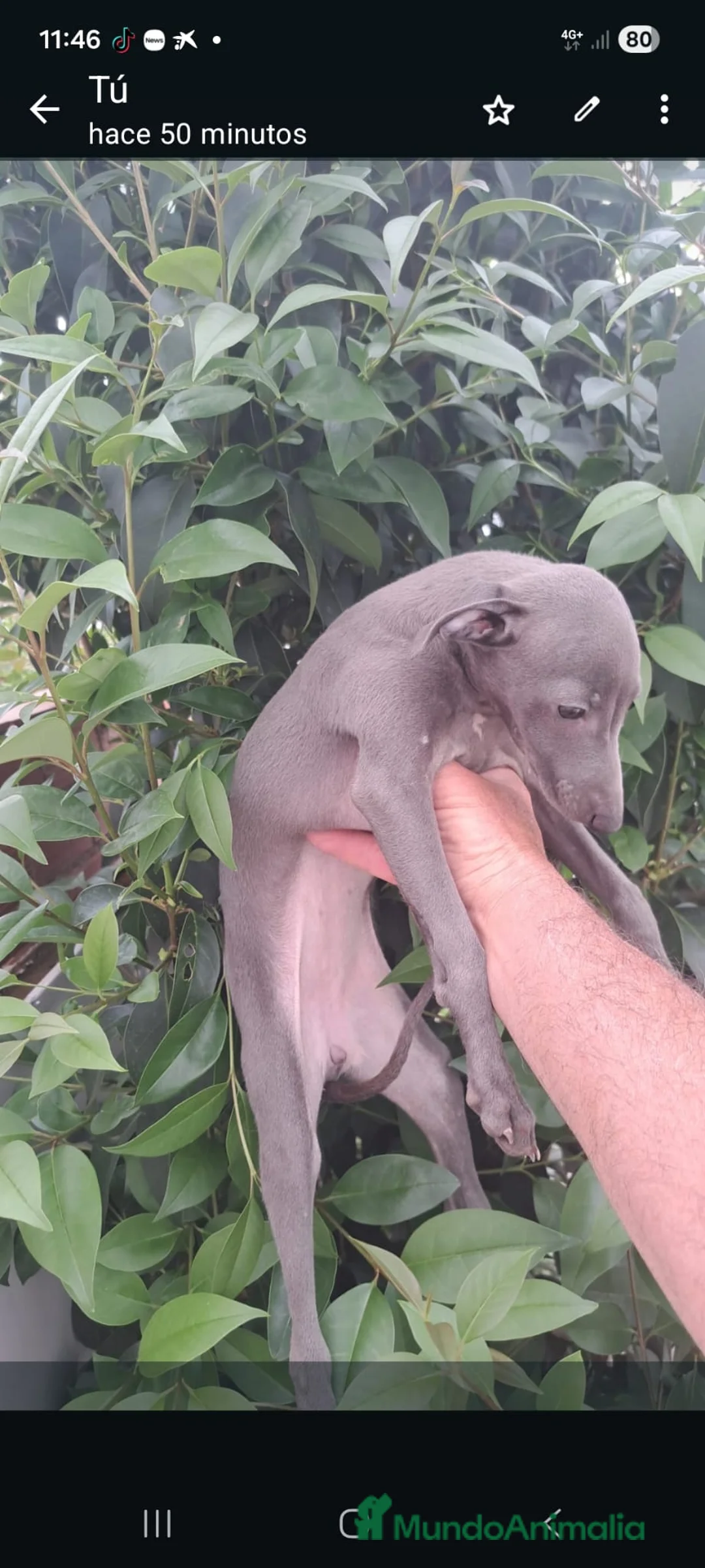 Pequeño Lebrel Italiano perros en venta: Camada de galgo italiano  - Anuncio 2