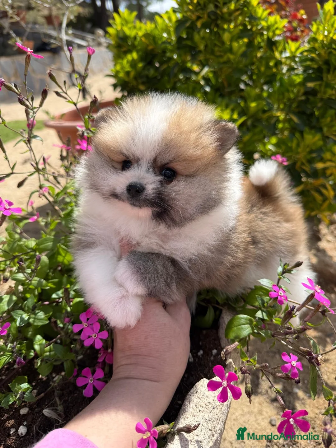 Pomerania perros en venta: Pomerania toy macho tricolor  - Anuncio 1