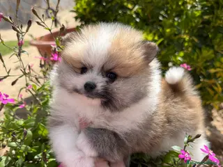 Pomerania perros Pomerania toy macho tricolor - Anuncio 1