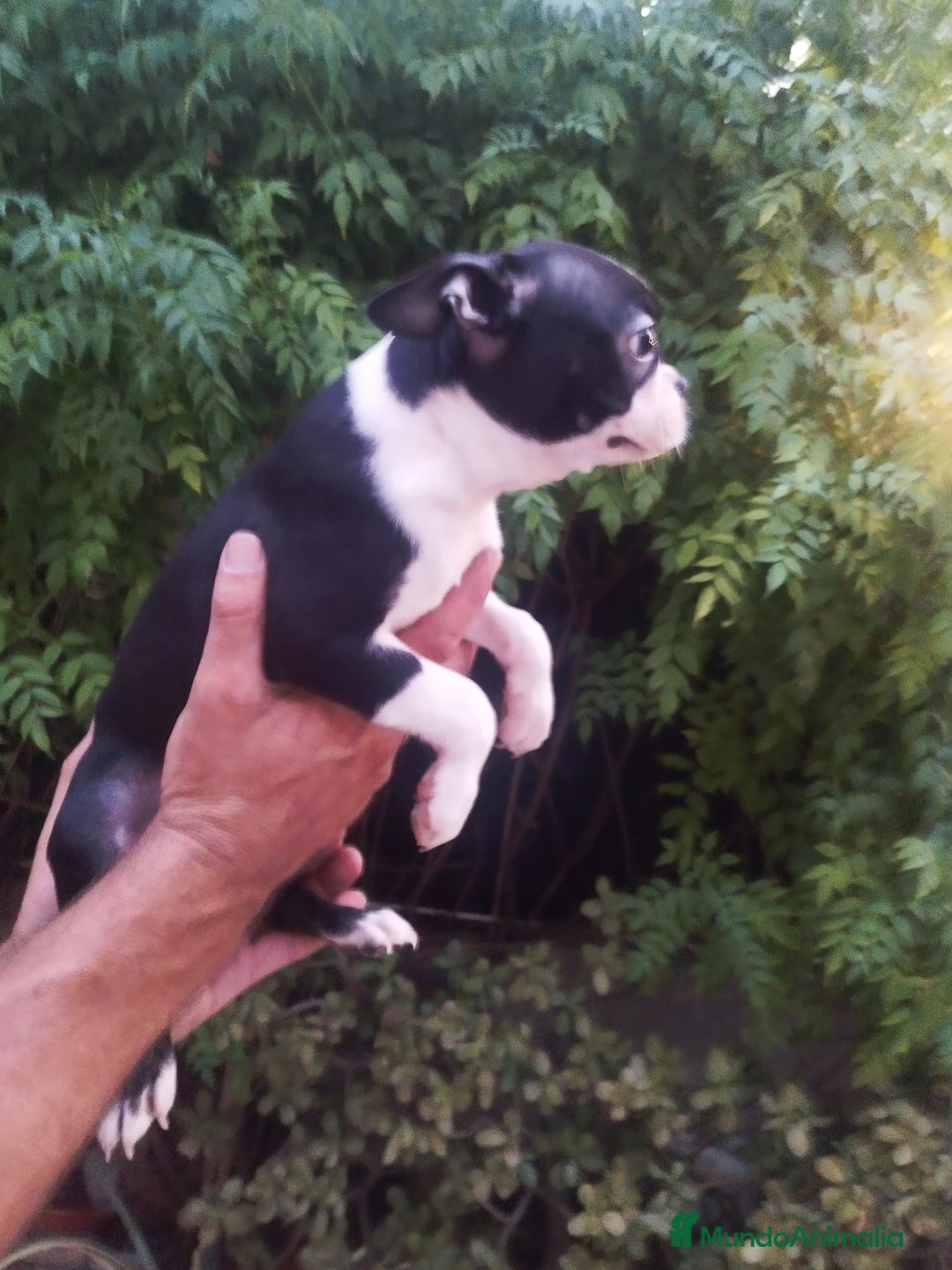 Boston Terrier perros en venta: BOSTON. CALIDAD Y SELECCIÓN  - Imagen 9