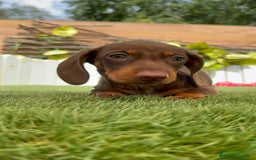 Teckel perros en venta: TECKEL HEMBRA CHOCOLATE MINIATURA  - Imagen 16