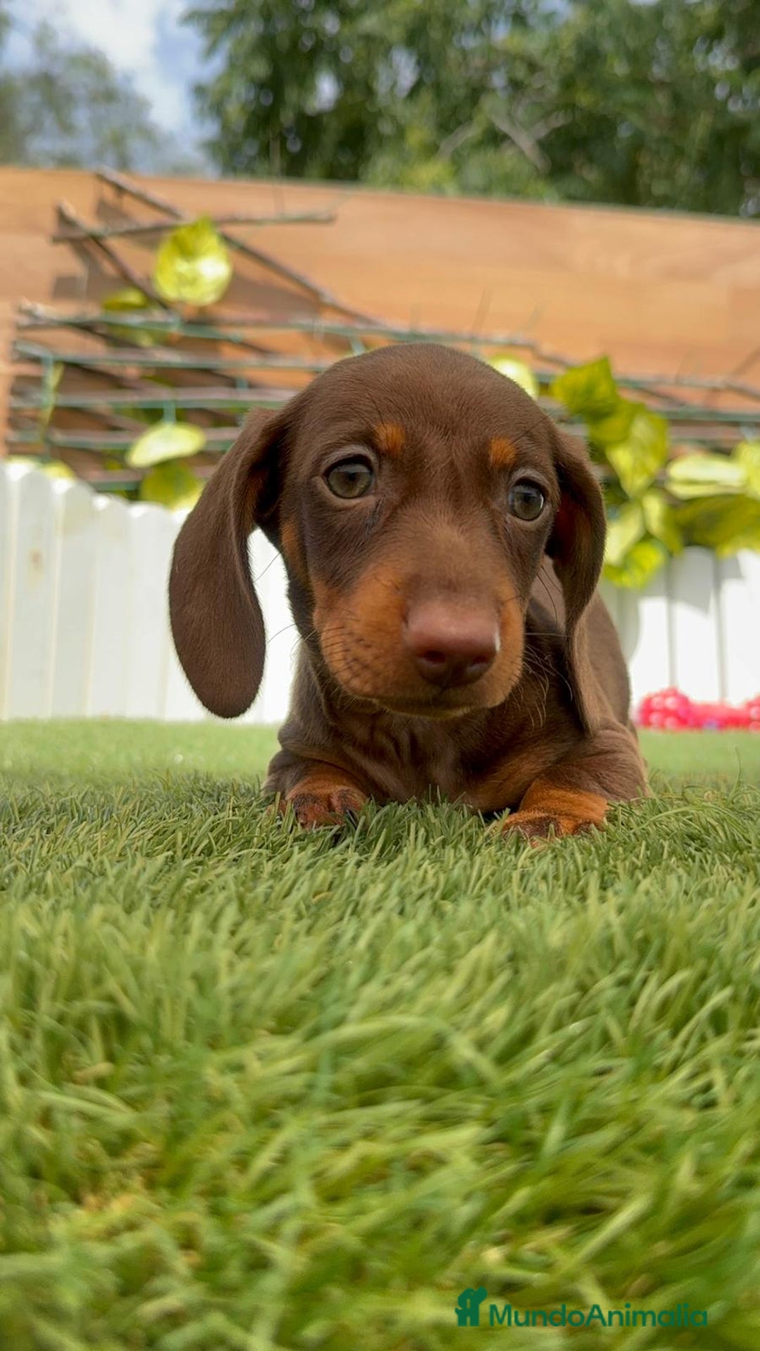 Teckel perros en venta: TECKEL HEMBRA CHOCOLATE MINIATURA  - Imagen 16