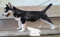 Husky Siberiano perros en venta: Hembrita de husky siberiana - Imagen 3