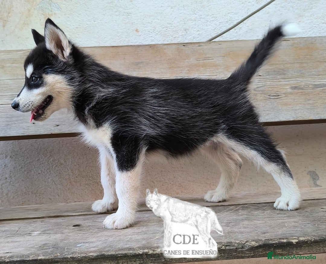 Husky Siberiano perros en venta: Hembrita de husky siberiana - Imagen 3