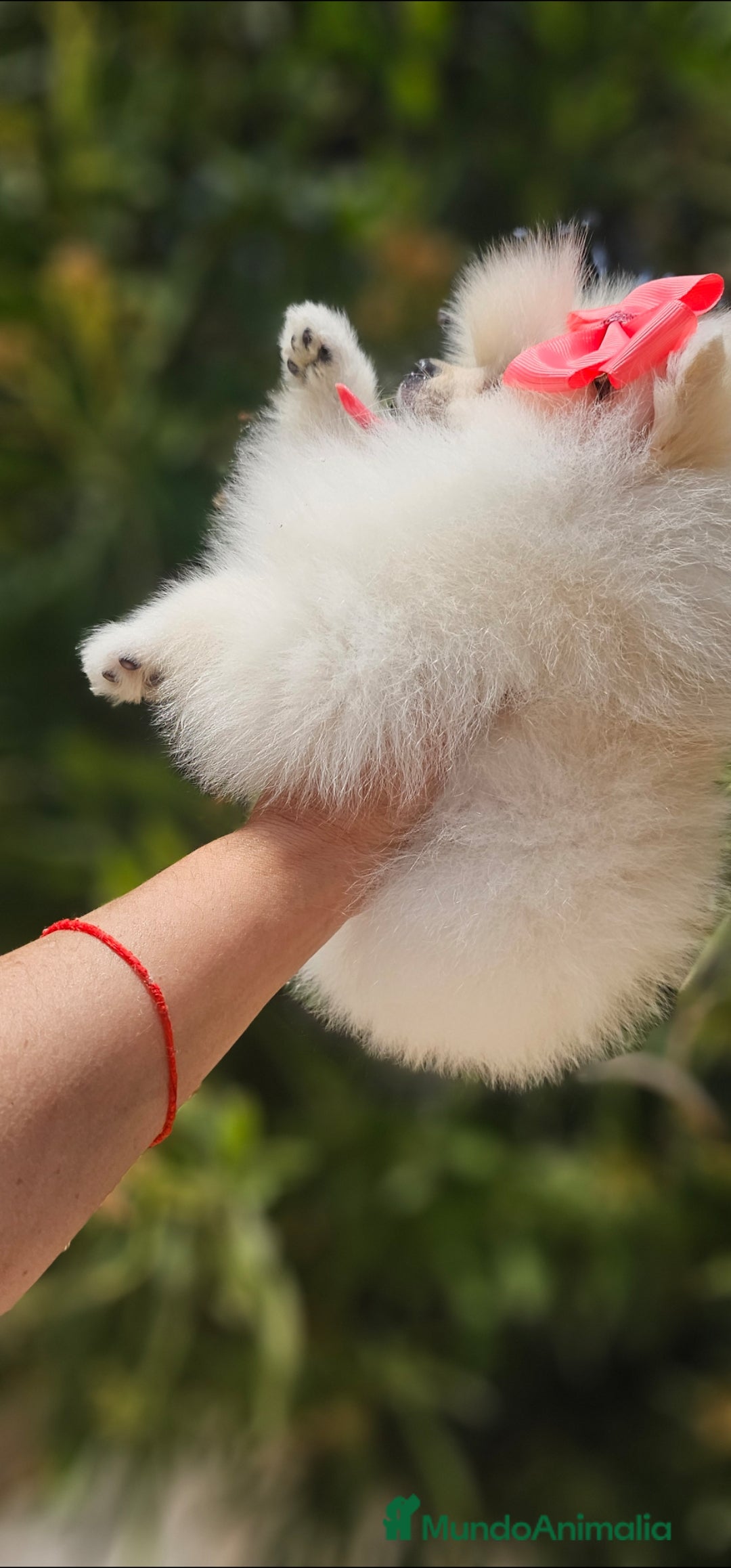 Pomerania perros en venta: Preciosa cachorrita Pomerania  - Imagen 6