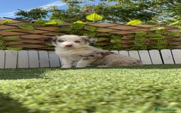 Border Collie perros en venta: BORDER COLLIE HEMBRA RED MERLE - Imagen 15
