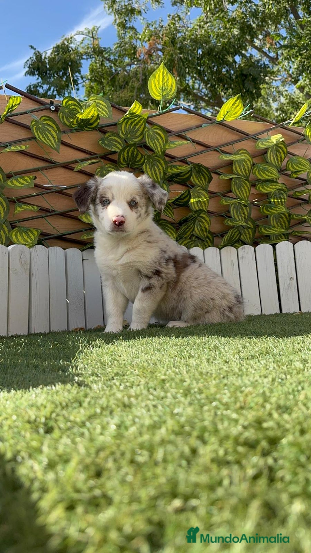 Border Collie perros en venta: BORDER COLLIE HEMBRA RED MERLE - Imagen 15