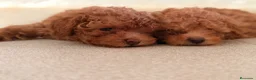 Caniche Toy perros en venta: CANICHE TOY 50% LÍNEA COREANA - Anuncio 10