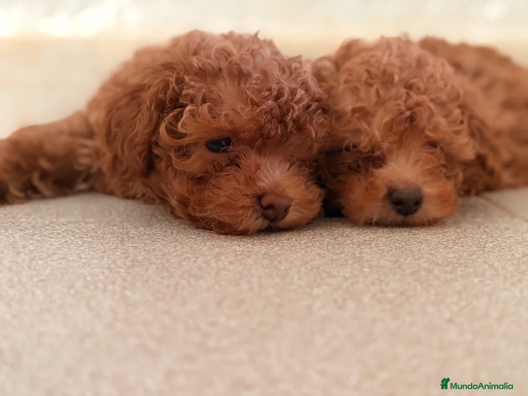 Caniche Toy perros en venta: CANICHE TOY 50% LÍNEA COREANA - Anuncio 10