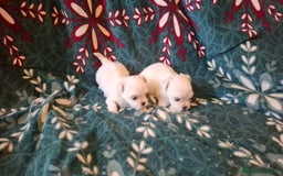 Bichón Maltés perros en venta: Bichon maltés  - Imagen 4