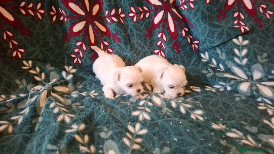 Bichón Maltés perros en venta: Bichon maltés  - Imagen 4