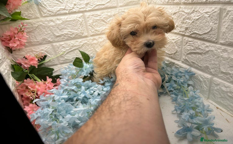 Maltipoo perros - Propaganda 1