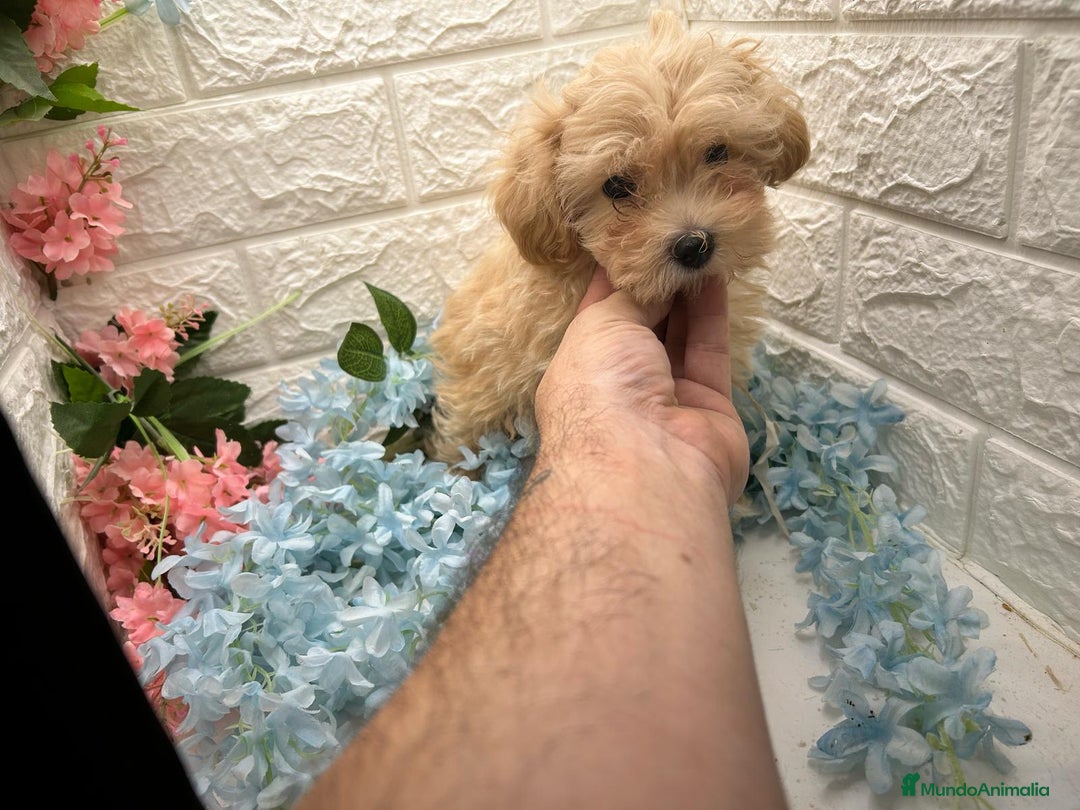 Maltipoo perros en venta: Maltipoo top del Valle  - Imagen 1