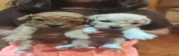 Caniche Toy perros en venta: Cachorros caniche toy 🧡 en Barcelona - Anuncio 5