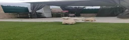 Perro de Agua Español perros en venta: 650€ 🔥🔥🔥 en Palencia - Anuncio 4