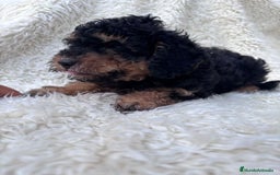 Caniche Enano perros en venta: CACHORRO CANICHE ECONOMICO  - Imagen 1