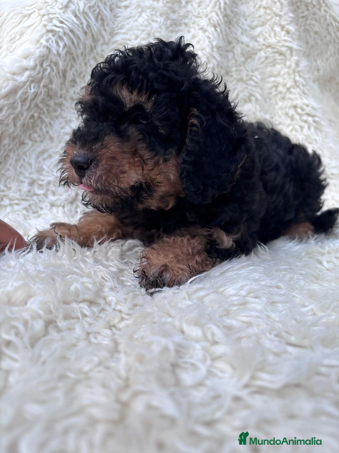 Caniche Enano perros en venta: CACHORRO CANICHE ECONOMICO  - Imagen 1