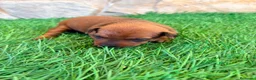 Pinscher Miniatura perros en venta: Pinscher Miniatura roja - Anuncio 14