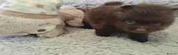 Pomchi perros en venta: Pomchi macho - Anuncio 4