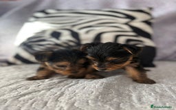 Yorkshire Terrier perros en venta: Yorkshire mini - Imagen 1