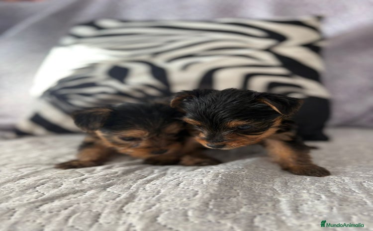 Yorkshire Terrier perros - Anuncio 4