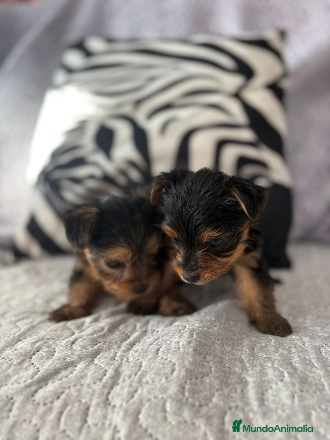 Yorkshire Terrier perros en venta: Yorkshire mini - Imagen 1