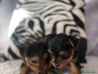 Yorkshire Terrier perros - Anuncio 14