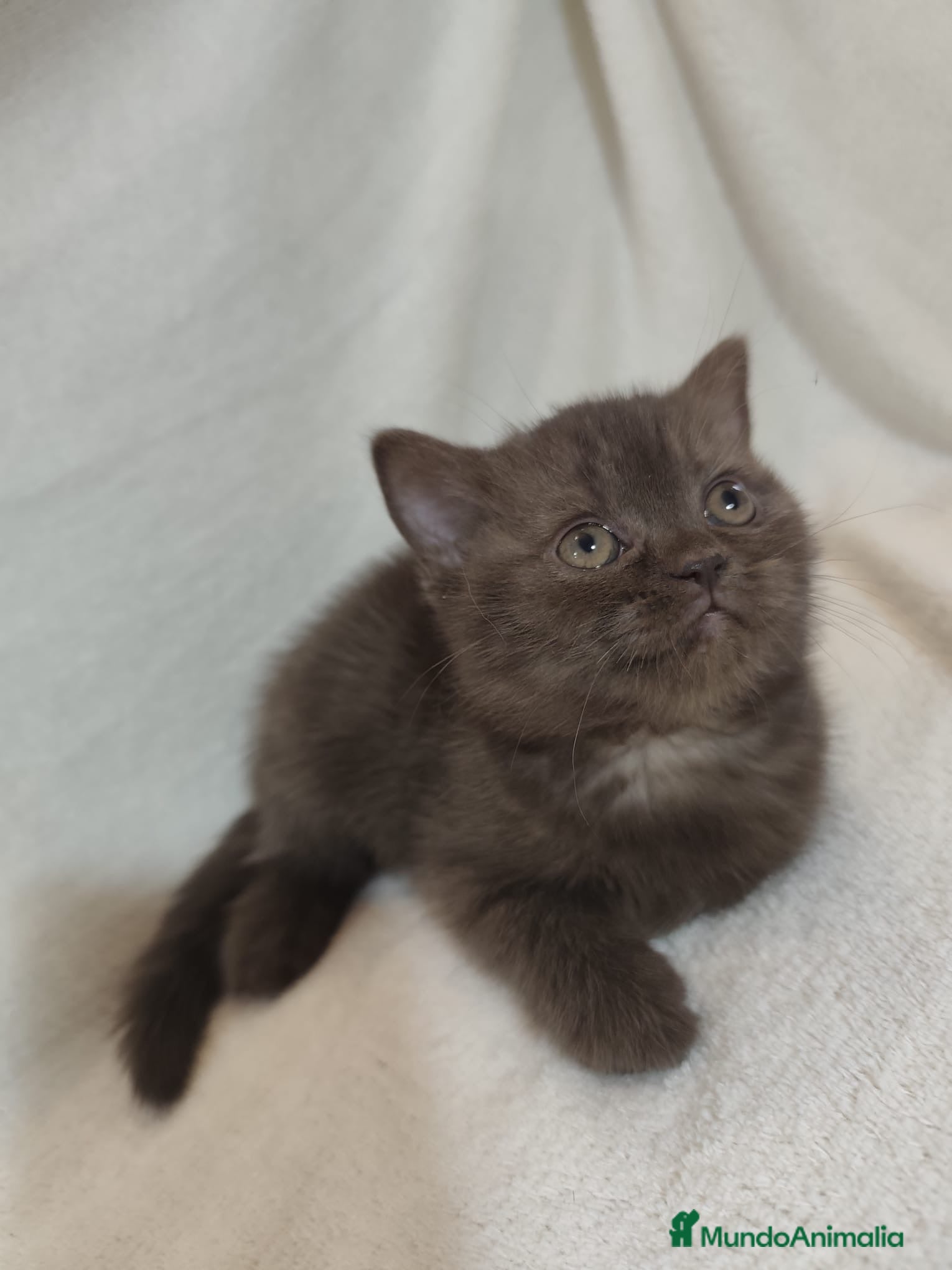 Británico de Pelo Corto gatos SE VENDE GATITA BRITISH SHORTAIR - Anuncio 4