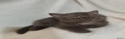 Británico de Pelo Corto gatos en venta: SE VENDE GATITA BRITISH SHORTAIR - Anuncio 1