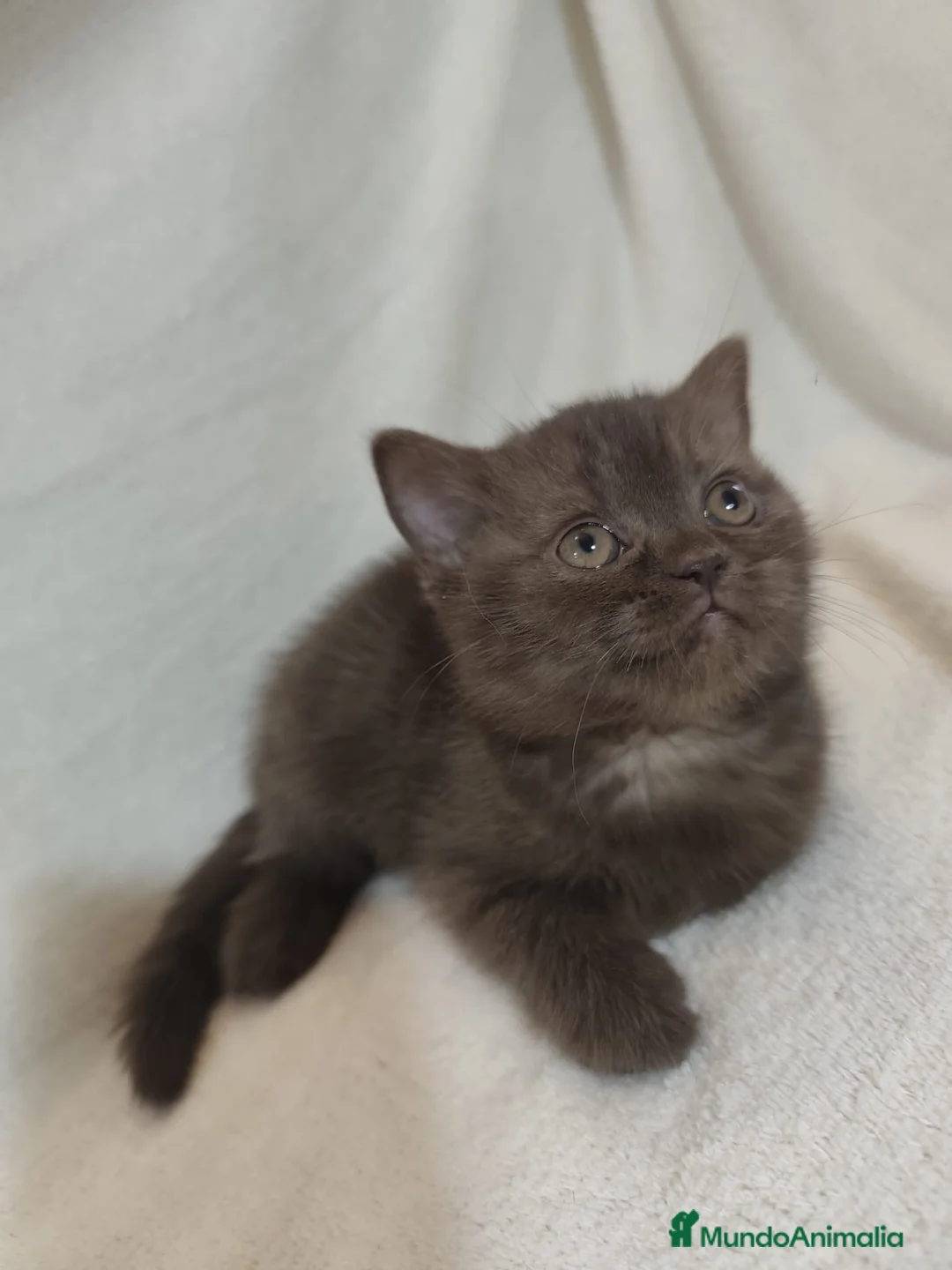 Británico de Pelo Corto gatos en venta: SE VENDE GATITA BRITISH SHORTAIR - Anuncio 1