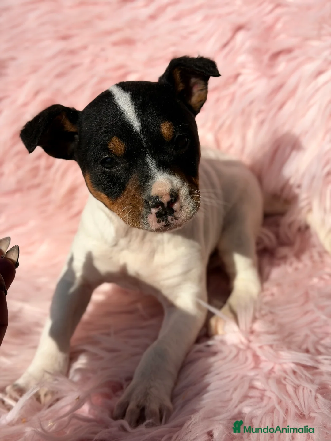 Ratonero Bodeguero Andaluz perros en venta: Bodeguero andaluz hembra  - Anuncio 6