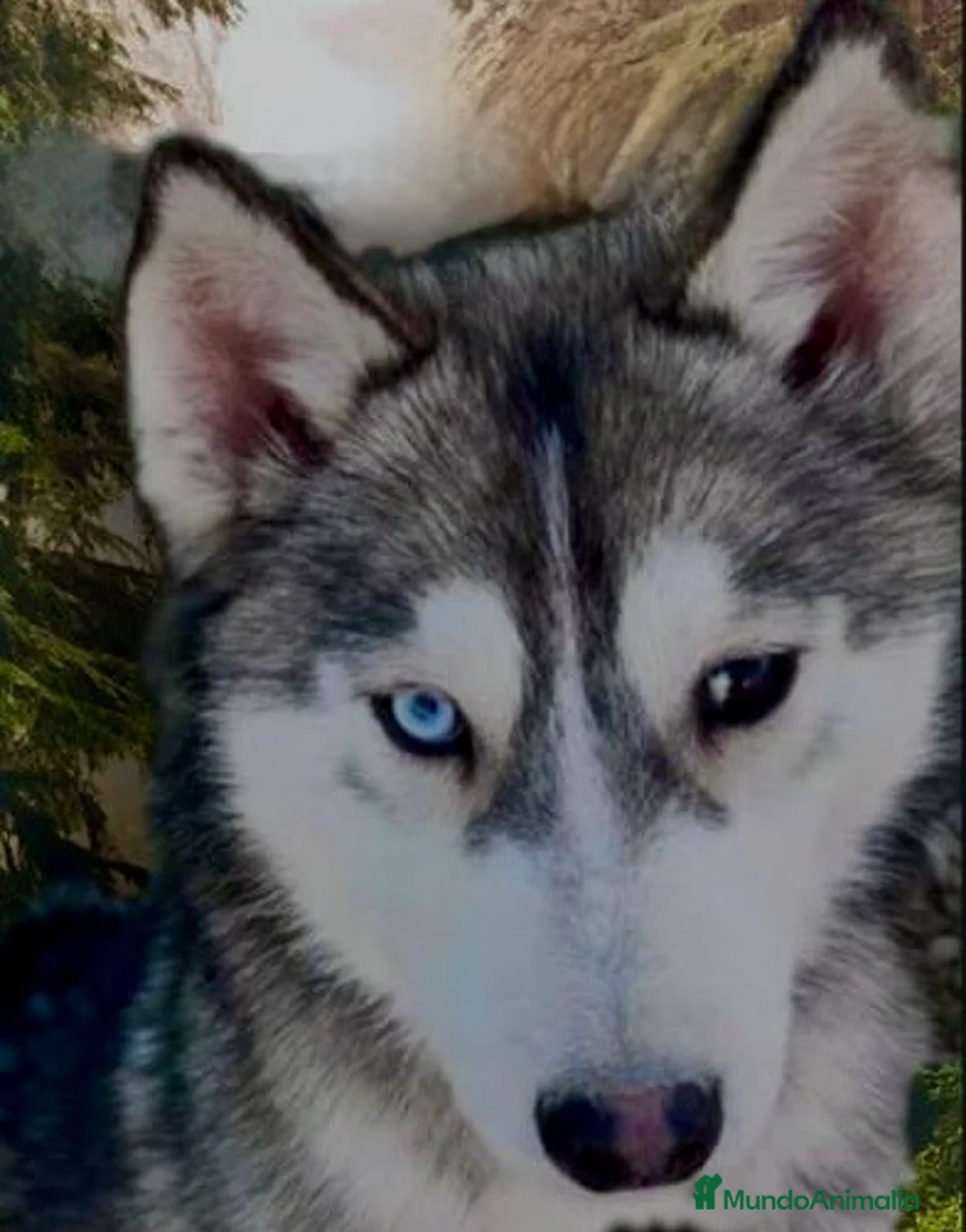 Husky Siberiano perros en venta: Husky siberiano  - Anuncio 2