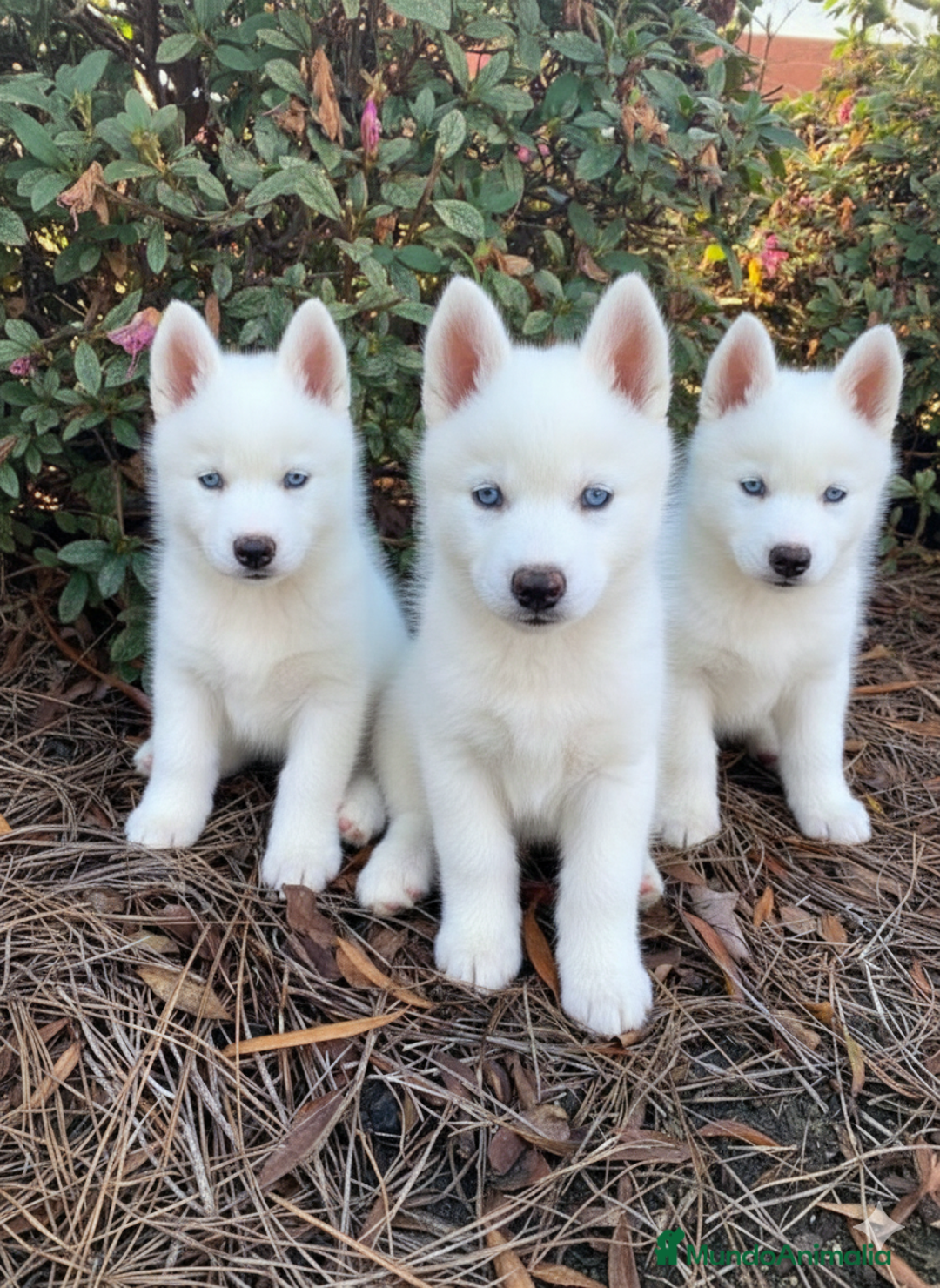 Husky Siberiano perros en venta: 🐶CACHORROS DE HUSKY SIBERIANO BLANCO 🐶 - Anuncio 1