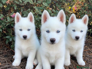 Husky Siberiano perros 🐶CACHORROS DE HUSKY SIBERIANO BLANCO 🐶 - Anuncio 2