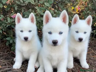 Husky Siberiano perros 🐶CACHORROS DE HUSKY SIBERIANO BLANCO 🐶 - Anuncio 3