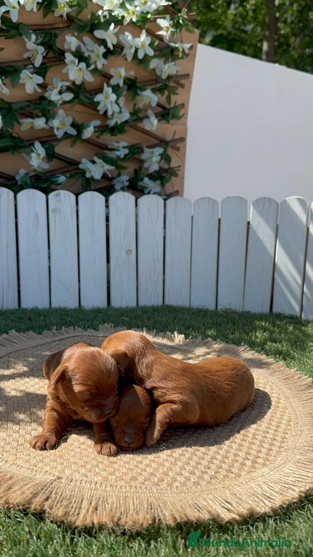 Maltipoo perros en venta: MALTIPOO ROJA HEMBRA - Anuncio 1