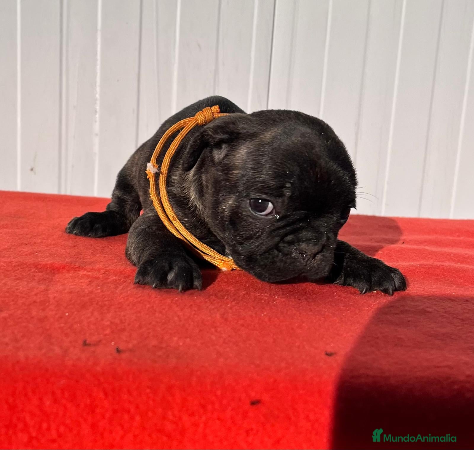 Bulldog Francés perros Bulldog francés hembra  - Anuncio 2