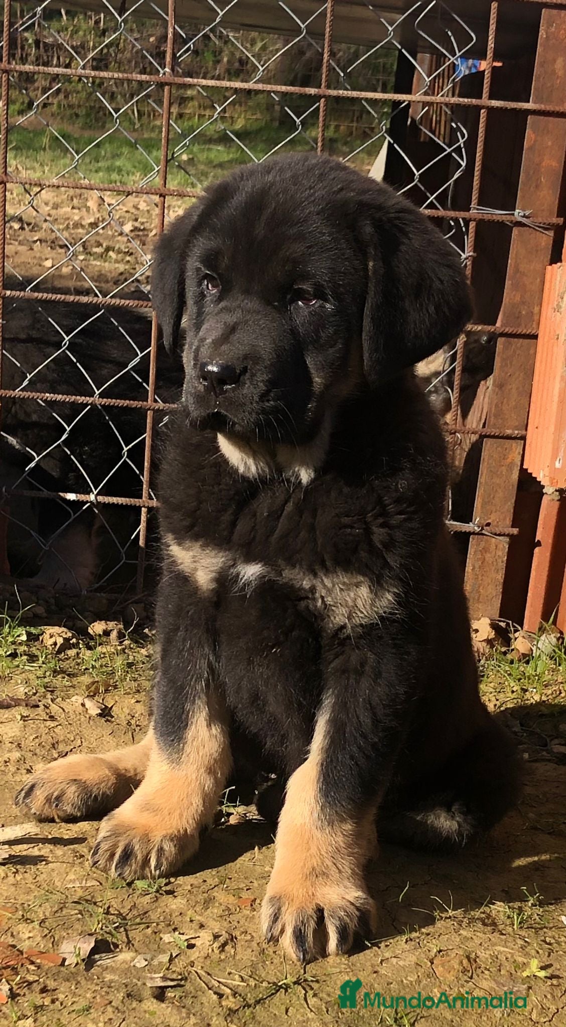 Mastín Español perros Mastín español - Anuncio 36