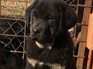 Mastín Español perros Mastín español - Anuncio 36