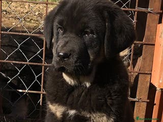 Mastín Español perros Mastín español - Anuncio 3