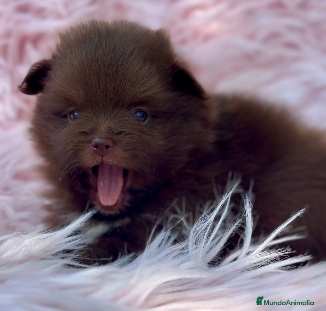 Pomerania perros en venta: POMERANIA MINITOY EXÓTICOS  - Imagen 4