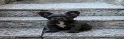Bulldog Francés perros en venta: Bulldog Frances fluffy - Anuncio 3