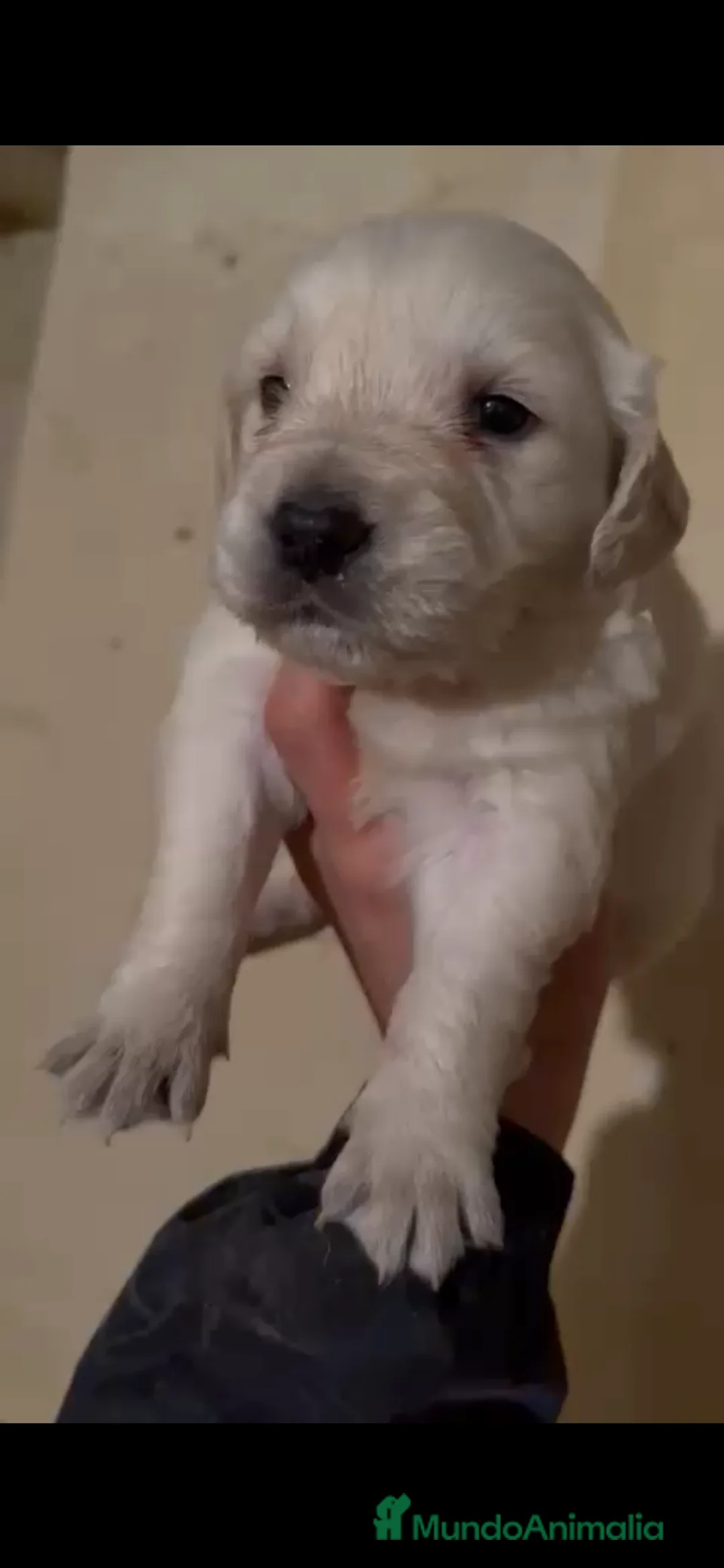 Golden Retriever perros en venta: Golden retriever  - Anuncio 5