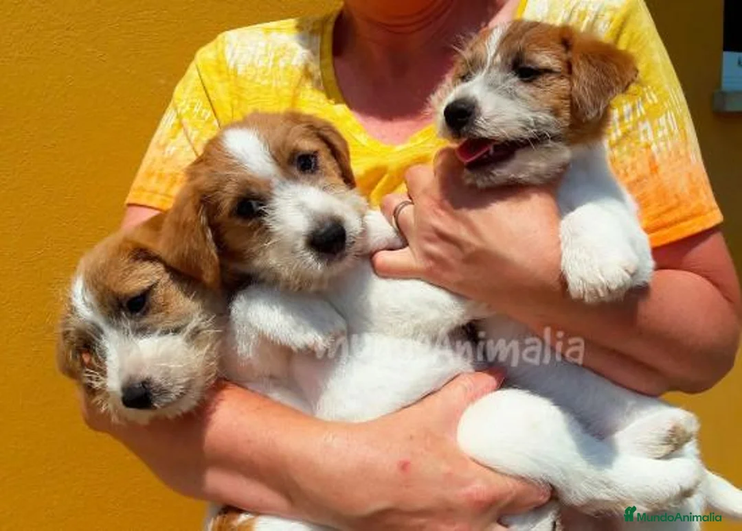 Imagen de galería {{count}}