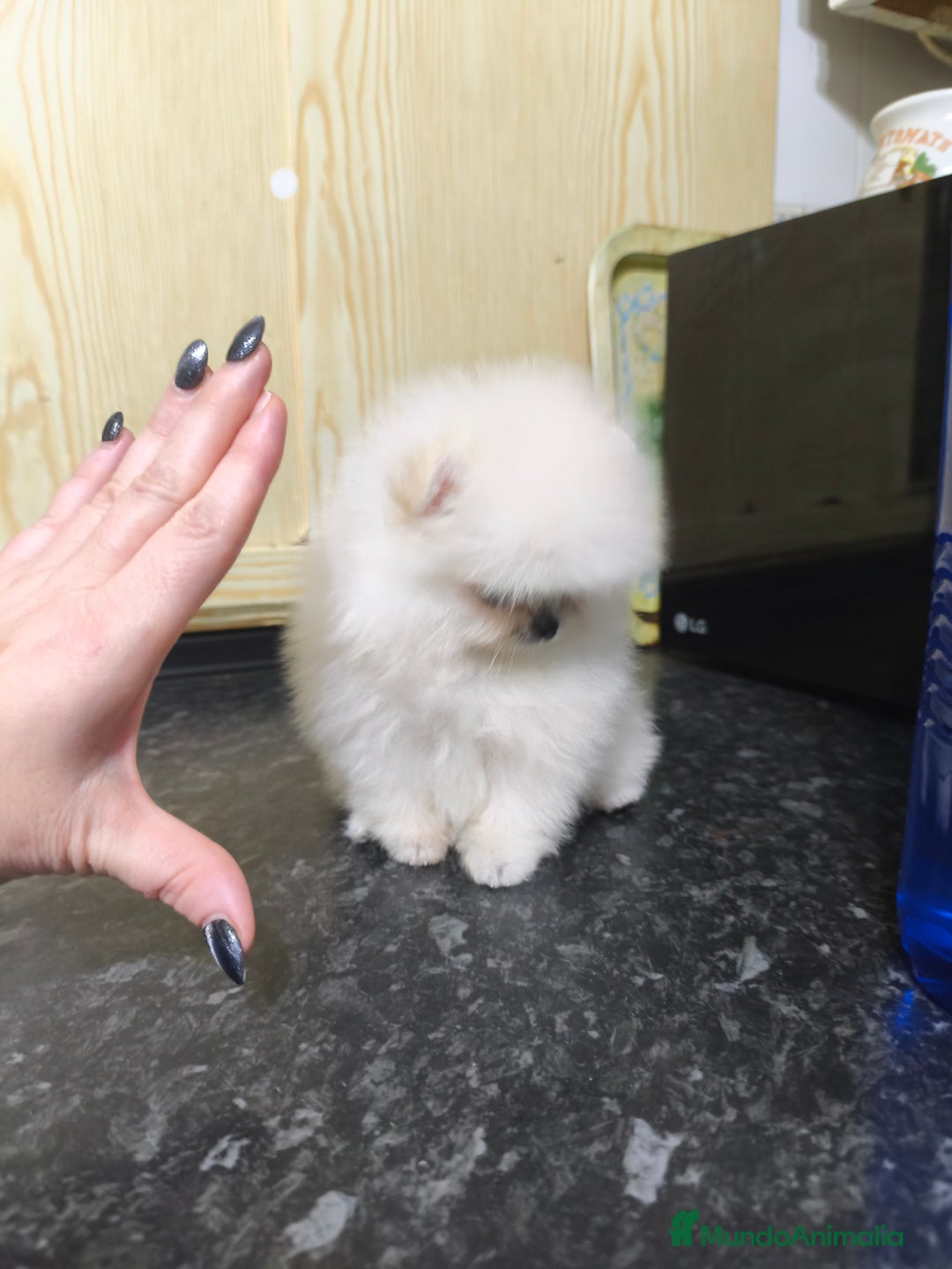 Pomerania perros en venta: Pomerania micro  línea rusa y coreana  - Anuncio 3