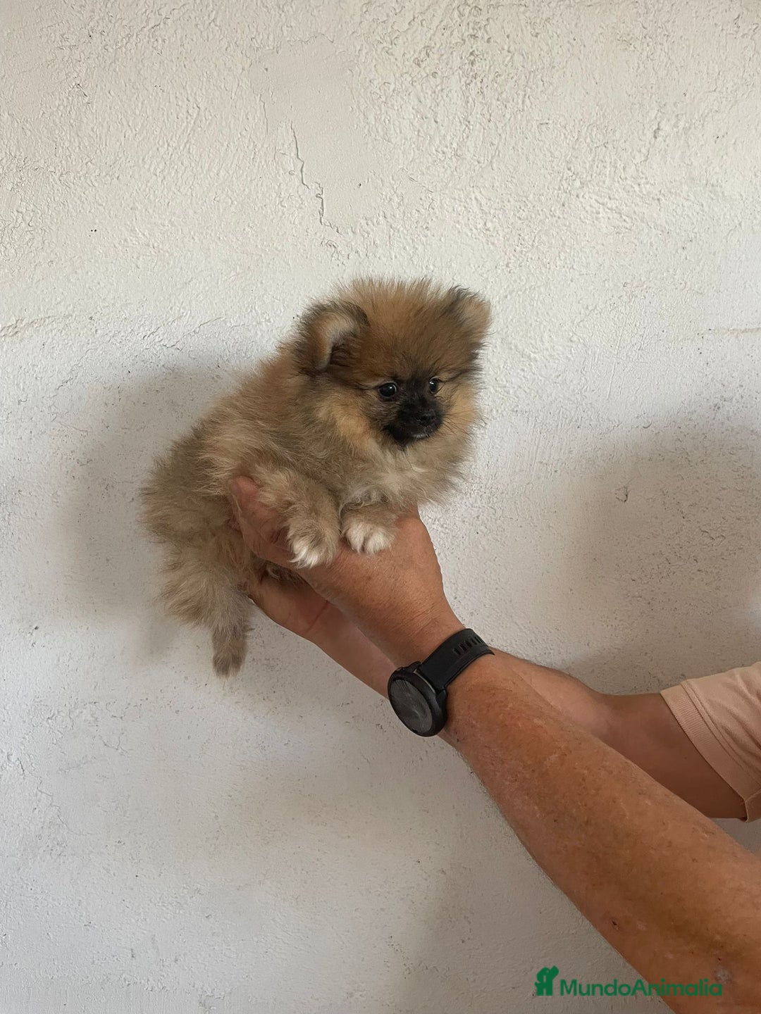 Pomerania perros en venta: CACHORROS DE POMERANIA  - Imagen 9