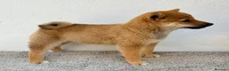 Shiba Inu perros en venta: Shiba Inu - Anuncio 1