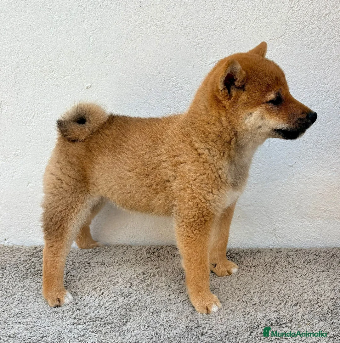 Shiba Inu perros en venta: Shiba Inu - Anuncio 1